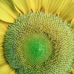 Meet your Posher, Natasha